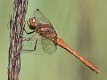 Sympetrum vulgatum male